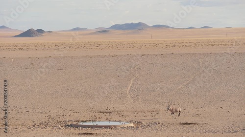 Solitary oryx antelope cautiously walks to waterhole in vast Namib desert landscape to drink