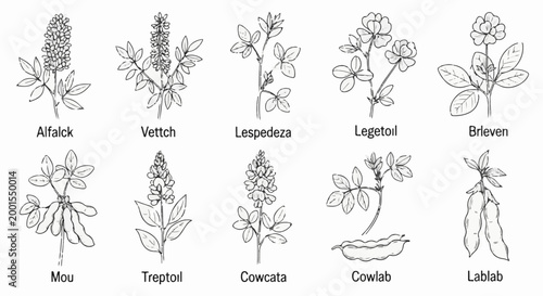 Botanical illustrations of ten different legumes and their pods