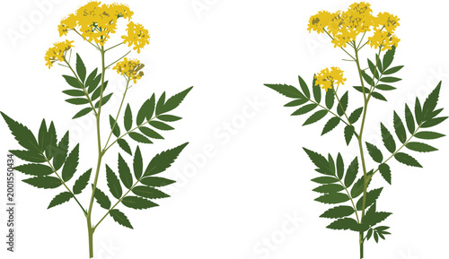 Realistic botanical vector set of yellow flowering plant branches with detailed green leaves isolated on light background for natural design use