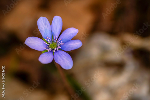 Canvas Print Blooming Hepatica nobilis, flower head on blurry forest background
