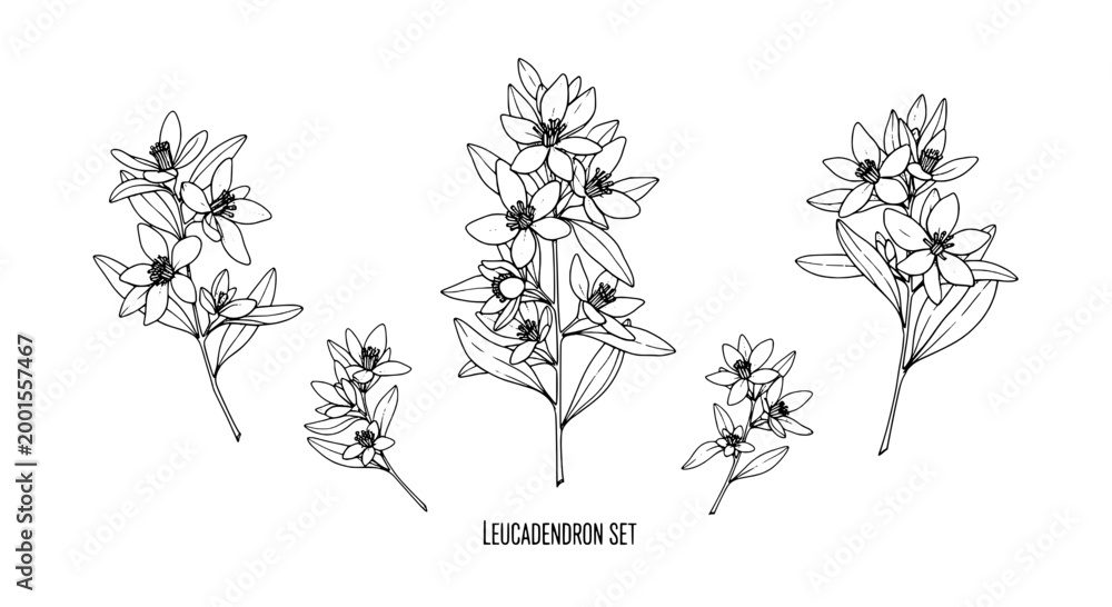 Fototapeta premium Leucadendron set of botanical line art flowers with thin outlines and graceful stems for garden and branding designs