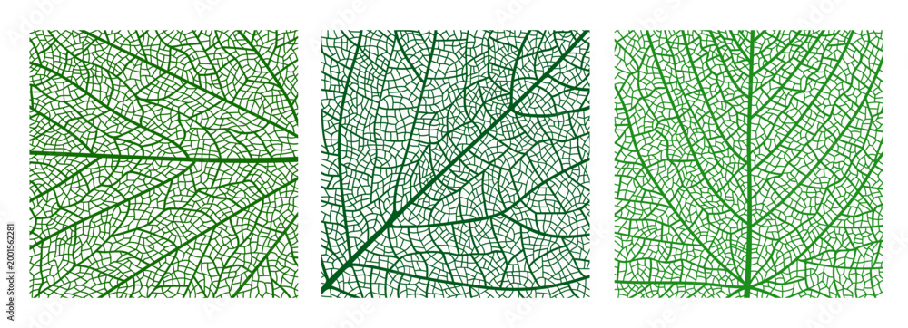 Naklejka premium Tree leaf veins vector textures, closeup cells background. Vector green tree leaf organic texture. Science or eco poster, environment bg, textile print. Square macro view of green natural leaves