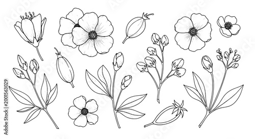 Flowers hand drawn set with delicate petals and leaves featuring botanical, nature, illustration with sketch and floral elements for plants, garden