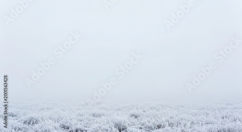 Frost covered grassy field on a foggy winter day with clear sky above