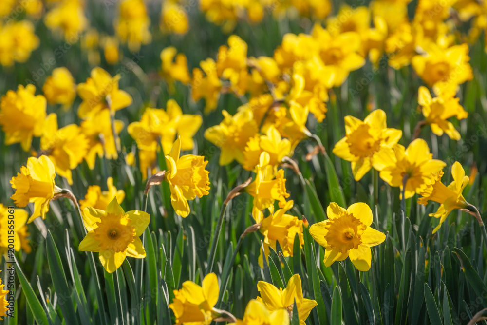 Fototapeta premium Gelbe Narzissen, Narzissenblüte (Narcissus Pseudonarcissus), Deutschland
