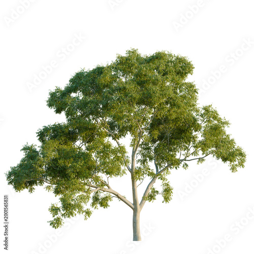 Fotografía Beautiful Ghost Gum (Corymbia aparrerinja) native Australian tree isolated on black background