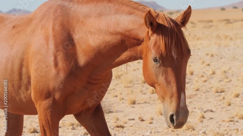 Feral Namib horse stallion walks up to camera