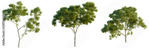 Set of three different Ghost Gum trees (Corymbia aparrerinja) for architectural rendering.