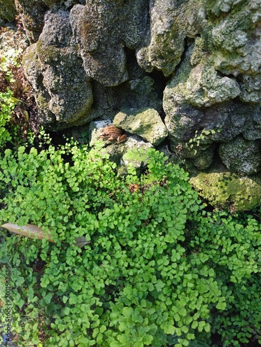 moss on stone in the garden 