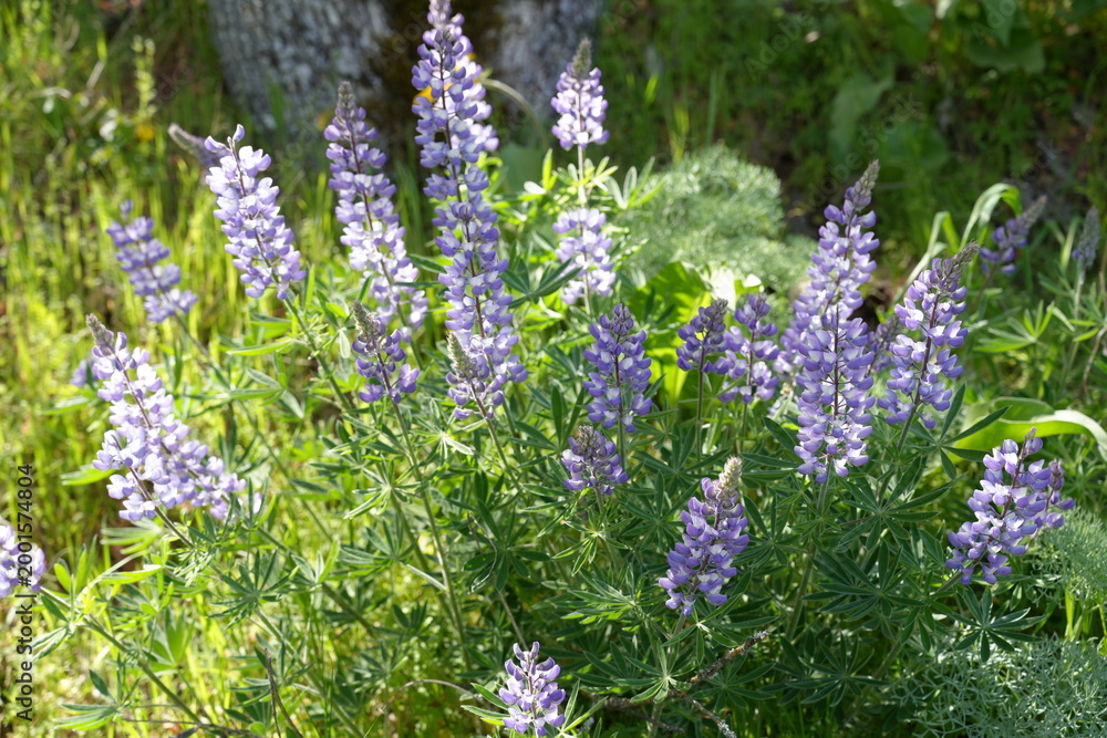 Obraz premium Vibrant Purple Lupine Wildflowers in Full Bloom at Rowena Crest, Oregon - 春のロウィーナクレストに咲き誇る紫色のルピナスと大自然の風景 オレゴン州 コロンビア川峡谷