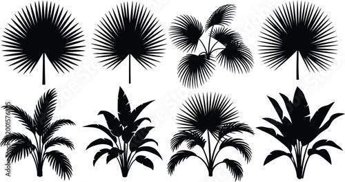 Black silhouettes of various palm trees on a white background, tropical plants