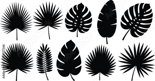 Black silhouettes of various tropical leaves, including palm and monstera, on a white background, palm leaves
