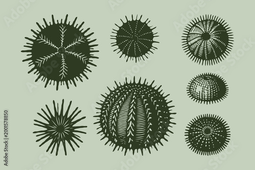 Hand-drawn sea urchins and microscopic plankton in vintage ink style on a light green background, representing marine biology concept