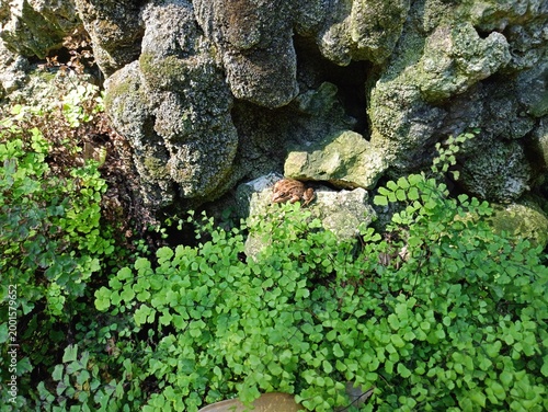 moss on stone and green 