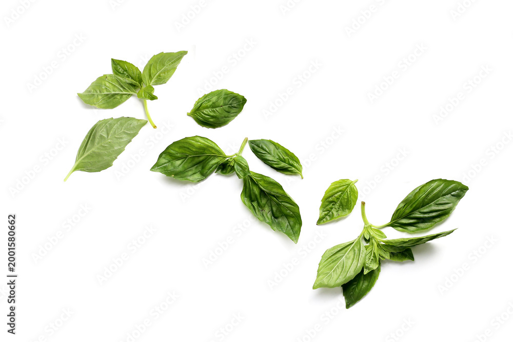 Fototapeta premium Sweet basil leaves on white background.