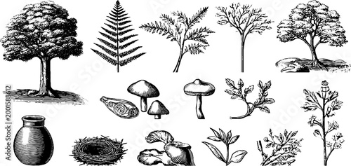 Botanical elements arranged on white illustration sheet