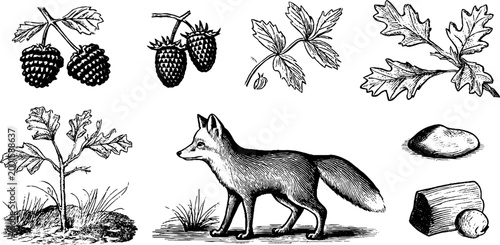 Fox walking among berries leaves and woodland elements