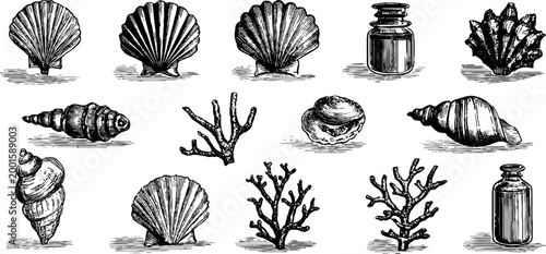 Seashells and coral arranged with small bottles on surface composition