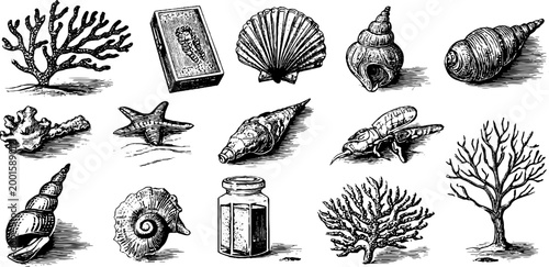 Seashells and coral illustrations arranged on white background