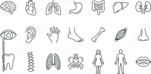 Biology and Healthcare Anatomy Line Art Collection