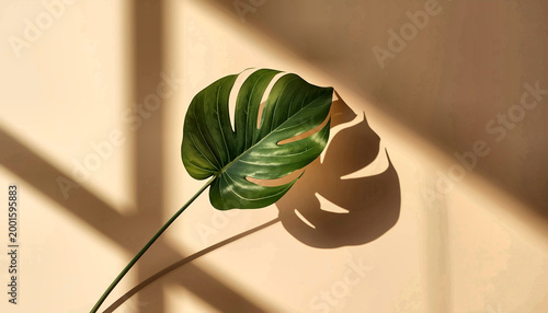 Minimal leaf shadow beige background