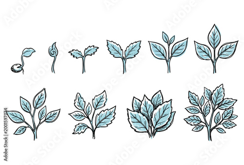 Leaf Icon Set – Hand Drawn Botanical Nature Vector Pack