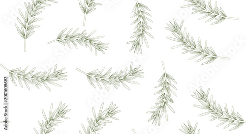 Soft green seamless pattern featuring various rosemary herb sprigs scattered on a clean plain white background.