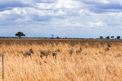 A line of zebras walking through tall golden grass in the African savanna, Mikumi National Park, Tanzania.