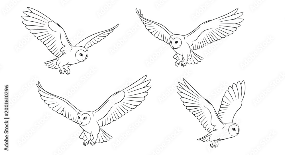 Fototapeta premium Four sketches of barn owls in different stages of flight with wings spread wide, capturing the grace and motion of these nocturnal predators.