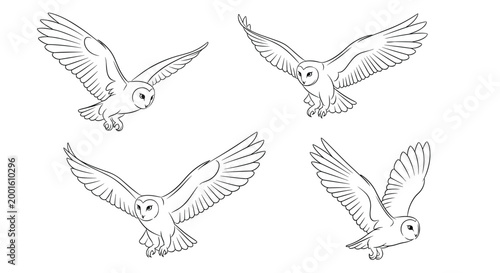 Four sketches of barn owls in different stages of flight with wings spread wide, capturing the grace and motion of these nocturnal predators.