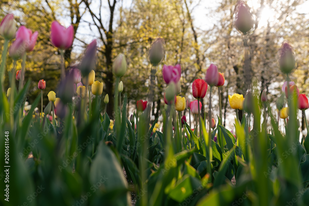 Naklejka premium Pole tulipanów pod błękitnym niebem – wiosenny krajobraz