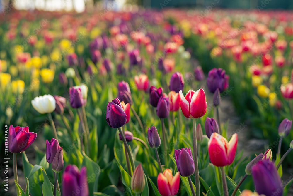 Obraz premium Kolorowe tulipany w pełnym rozkwicie – zbliżenie na kwiaty na plantacji