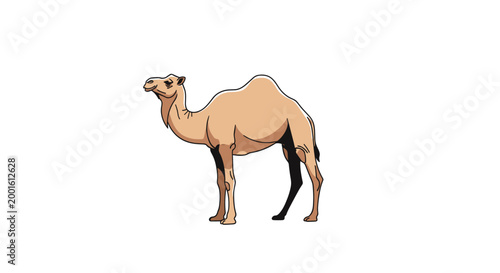 Detailed illustration of a dromedary camel standing in profile showing its single hump and characteristic features on a white background.