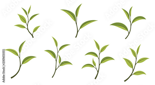 Fresh green tea leaves and sprouts are presented in several different arrangements, highlighting natural growth and beauty in a clean style.