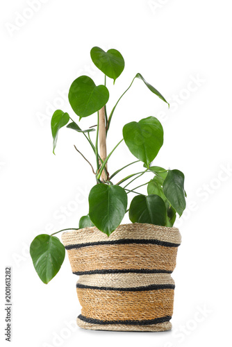 Tropical monstera houseplan...