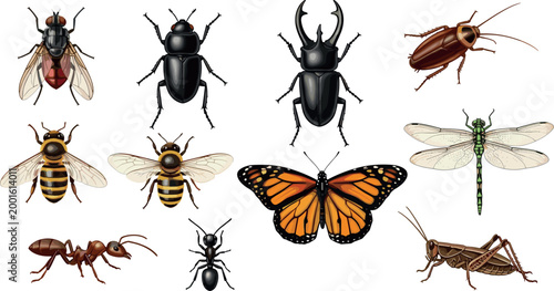 Realistic Insect Collection Set Featuring Butterfly, Bee, Beetle, Dragonfly, Ant, Grasshopper and More for Nature and Educational Vector Designs