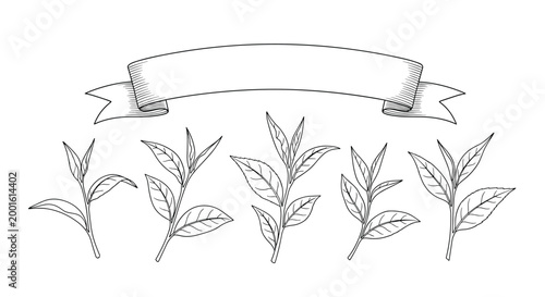 Collection of hand-drawn green tea leaf sprigs arranged below a curved vintage style ribbon banner for artisanal tea packaging design.