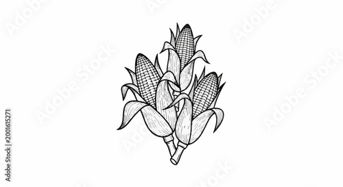 An artistic black and white illustration of three corn cobs with leaves