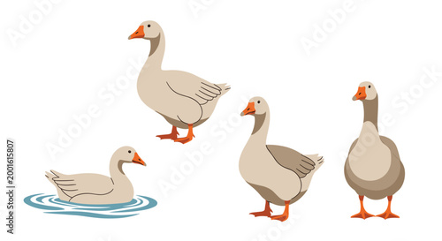 Set of four domestic geese illustrations including one swimming and three standing in various poses for farm animal themed designs.