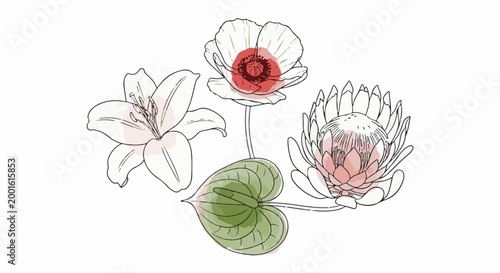 Artistic sketch of three diverse flowers and a leaf with soft watercolor accents