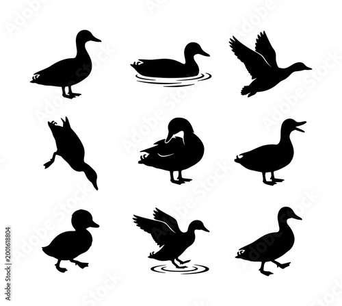 Tableau sur toile Black duck silhouettes set, 9 mallard waterfowl vector icons, wild bird flying a