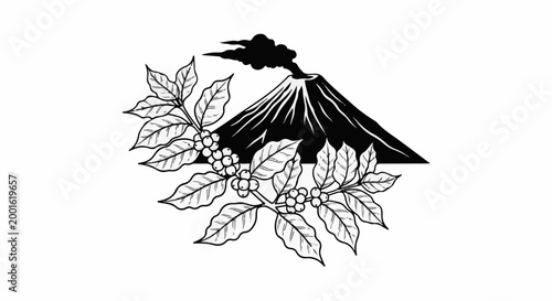 Black and white drawing of a smoking volcano and coffee branches