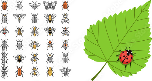 Colorful Outline Insect Species Icon Collection and Detailed Realistic Ladybug on Green Leaf Vector Illustration Set for Nature Design