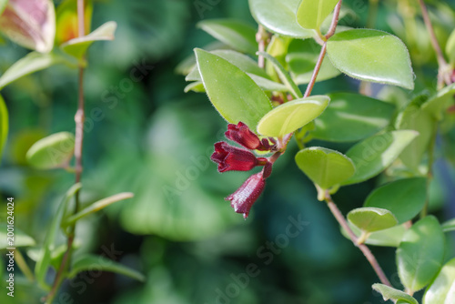 Vibrant Red Lipstick Plant (Aeschynanthus) Flowers in Full Bloom