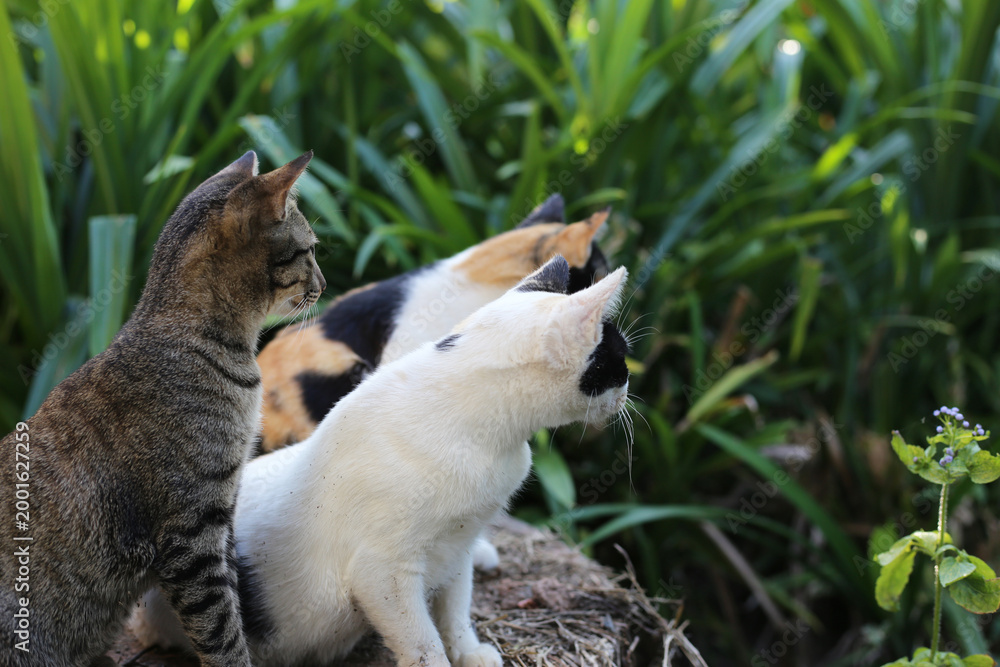 Obraz premium A group of cute cats resting together outdoors.