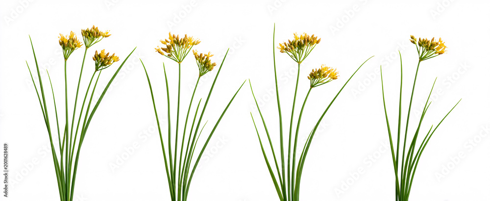 Fototapeta premium Isolated Juncus effusus soft rush on a clean white background without distractions.