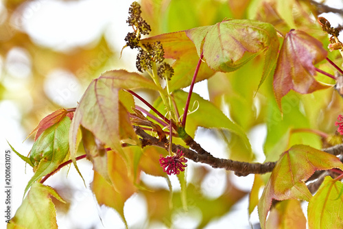 タイワンフウの雄花と雌花序