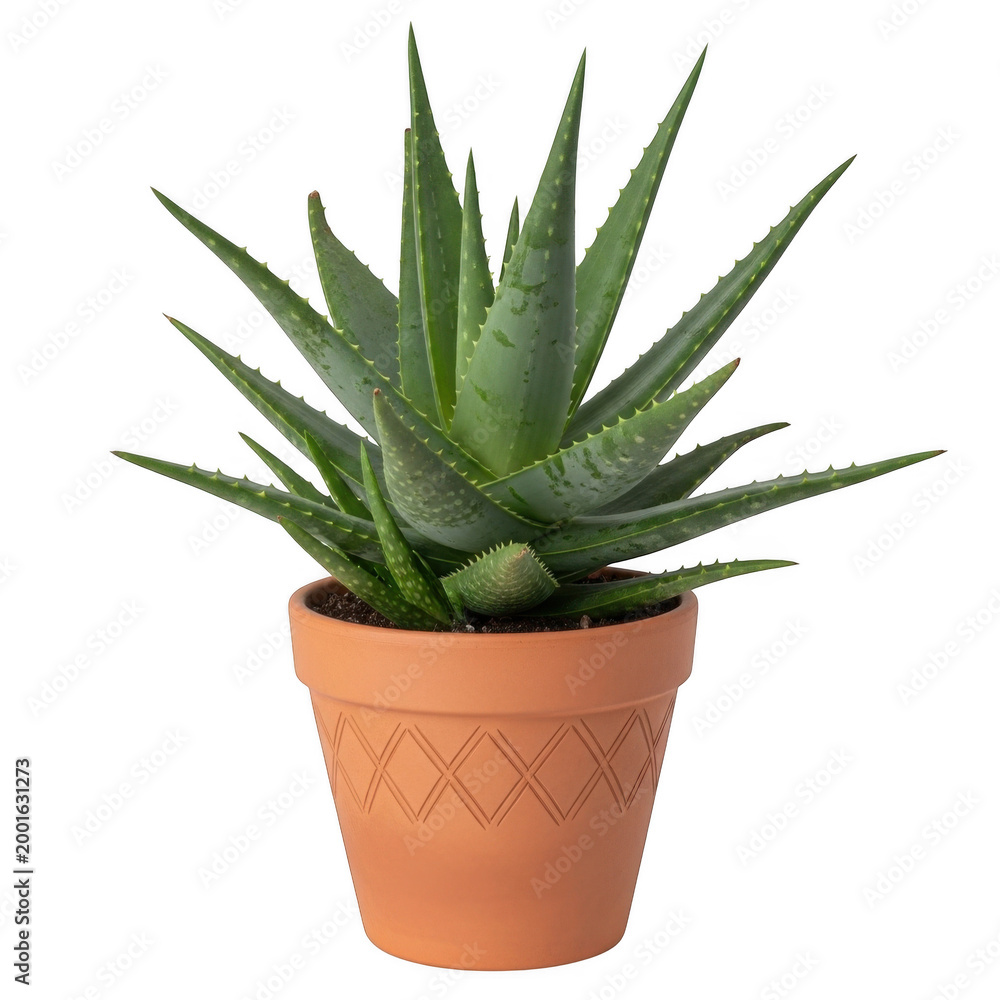 Fototapeta premium A close-up view of a potted aloe vera plant with long, pointed leaves. isolated on transparent background