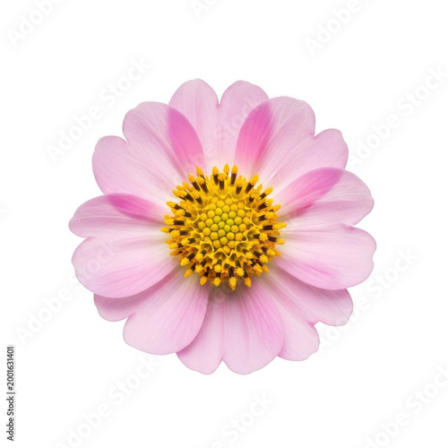 A vibrant pink and yellow flower with delicate petals against a white background isolated on transparent background