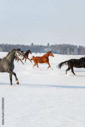 Horses running through a snowy field in a winter landscape with forest in the background